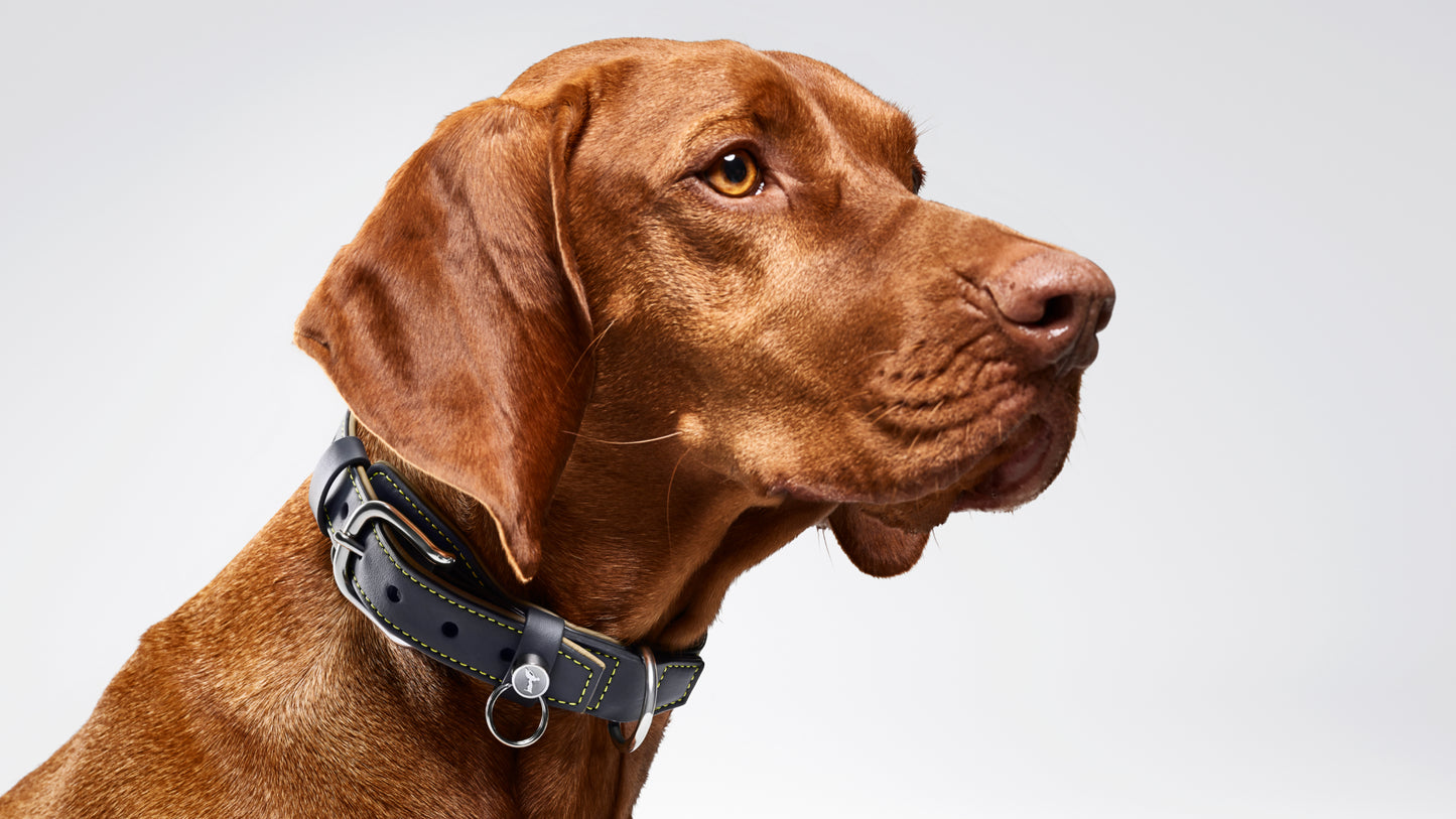 Dog Collar and Lead - 5B41A10