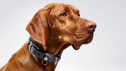 Dog Collar and Lead - 5B41A10